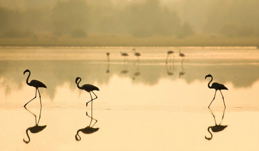 From Seville: Doñana National Park Full-Day Private Tour - What $325 per person really buys