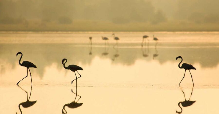 From Seville: Doñana National Park Full-Day Private Tour - Should you book this Doñana tour?