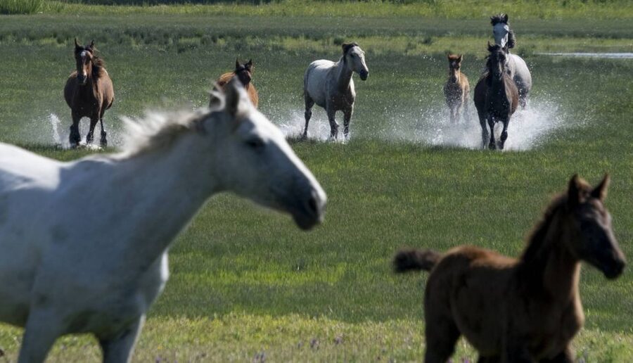 From Seville: Doñana Natural Park, El Rocio and Matalascañas - Why Doñana is worth leaving Seville for