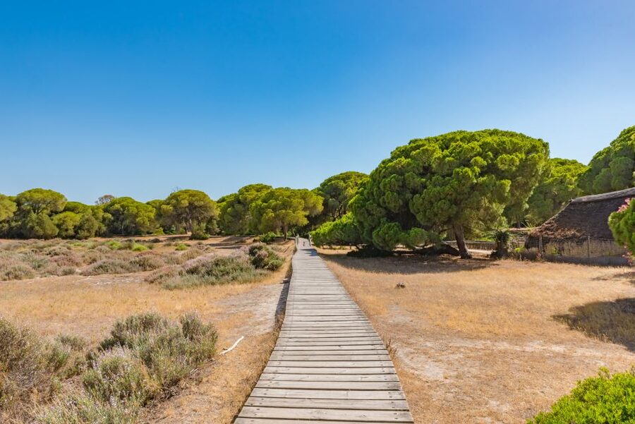 From Seville: Doñana Natural Park, El Rocio and Matalascañas - Should you book this Doñana excursion?