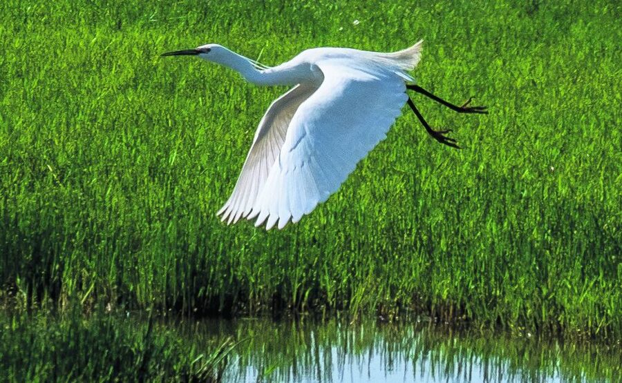 From Seville: Doñana Natural Park, El Rocio and Matalascañas - El Rocío and its famous hermitage