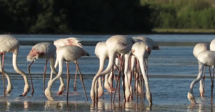 From Seville: Doñana Natural Park, El Rocio and Matalascañas - Matalascañas Beach for lunch and open air