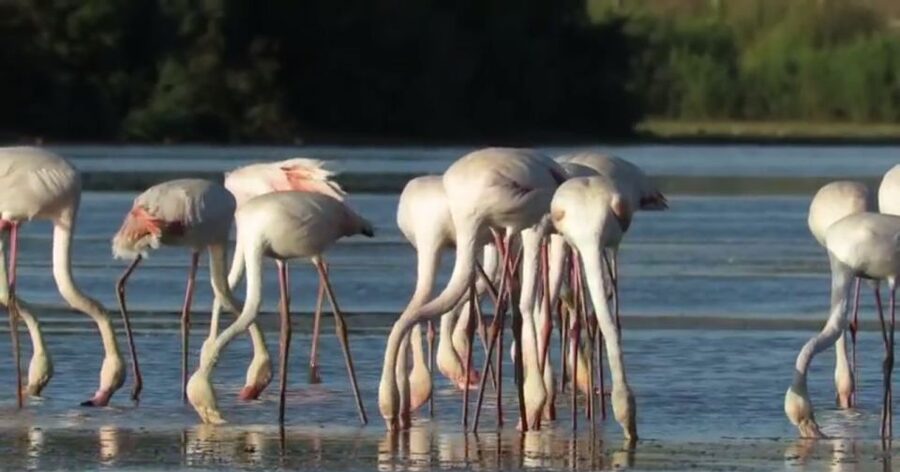 From Seville: Doñana Natural Park, El Rocio and Matalascañas - Who will enjoy this day most
