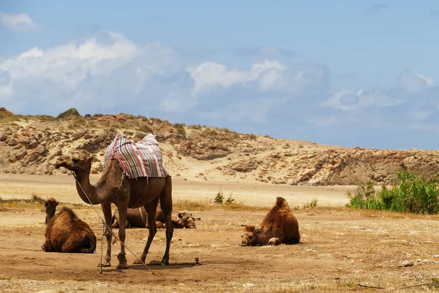 From Seville: Full-Day Tour to Tangier - Is $259 a fair price for one day?