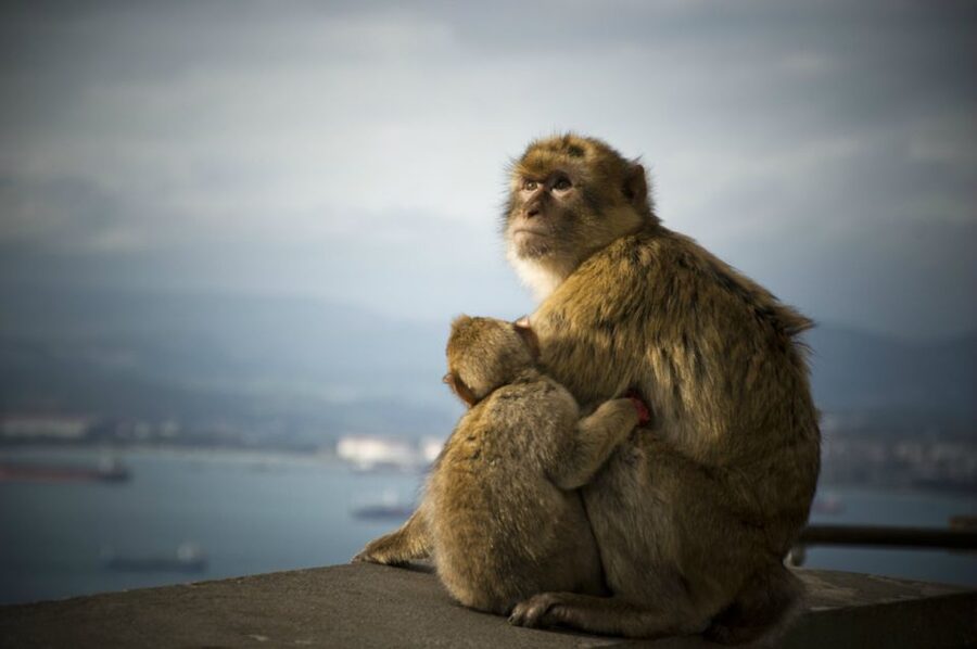 From Seville: Gibraltar Sightseeing Tour - Key points to know before booking