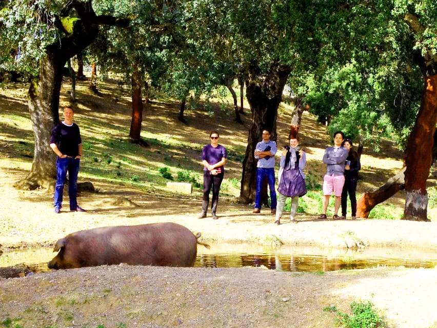 From Seville: Iberian Ham Full-Day Tour to Aracena - Should you book the Aracena ham tour?