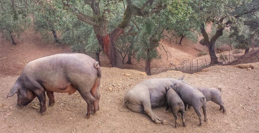 From Seville: Iberian Ham Full-Day Tour to Aracena - What the $364 price really buys