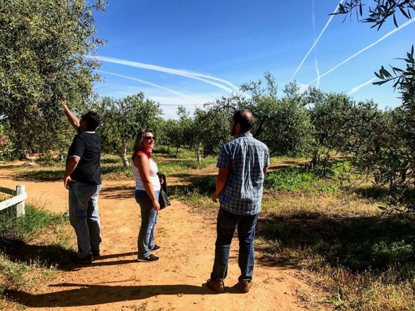 From Seville: Olive Oil Farm Tour - Shared group or private outing?