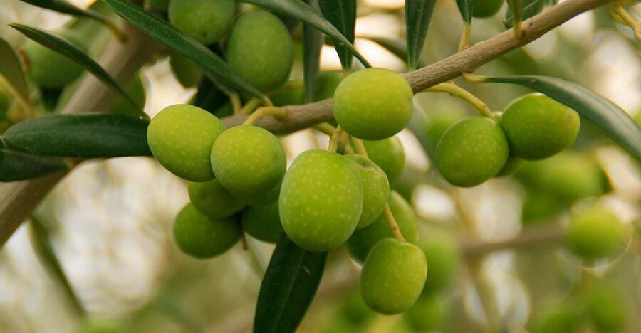 From Seville: Olive Oil Farm Tour - Timing, comfort, and practical details