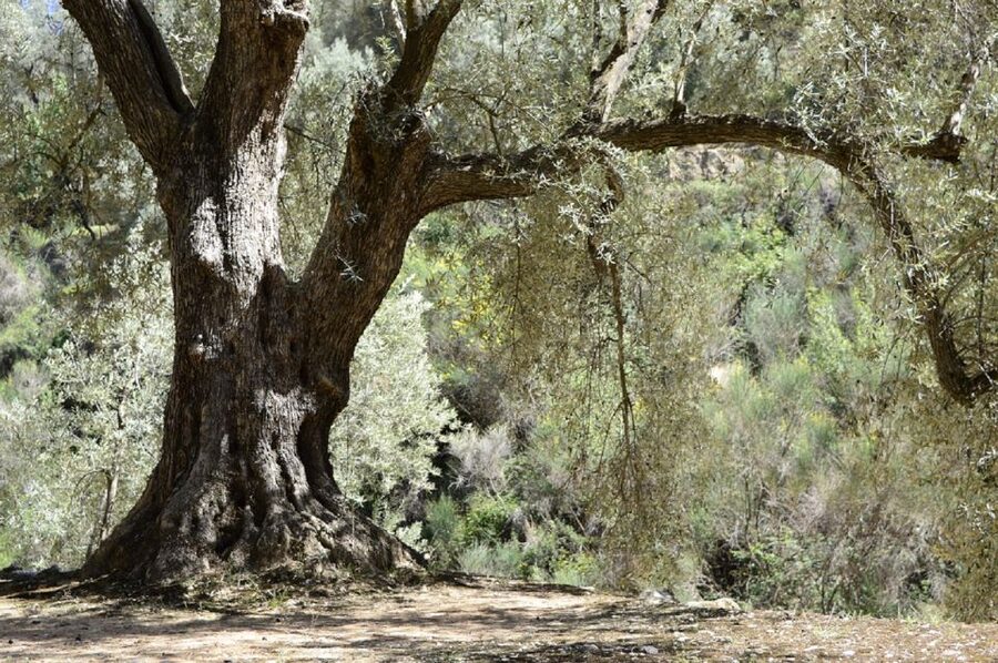 From Seville: Olive Oil Farm Tour - Who will enjoy this most?