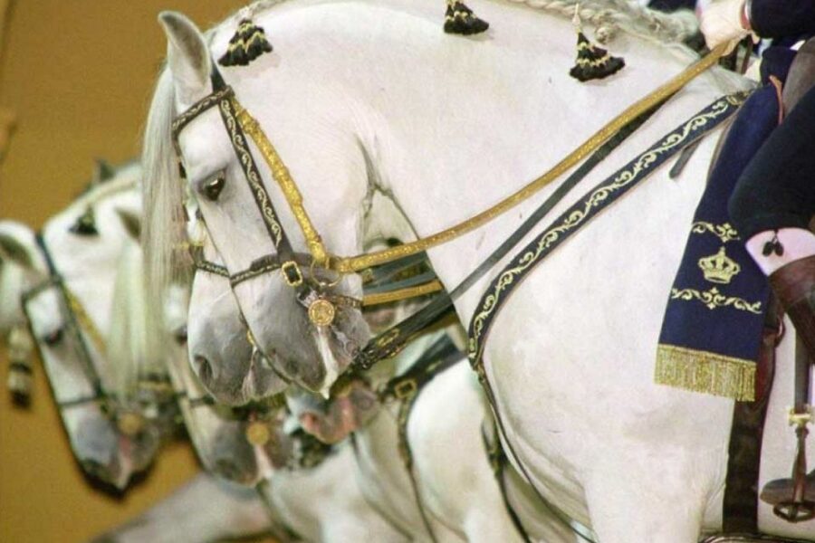 From Seville: Tour of Jerez with Horse Show & Wine Tasting - Should you book the Jerez horse show and wine tour?