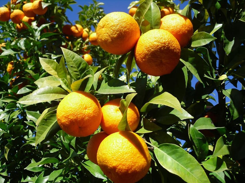 From Seville: White villages & Ronda day trip - Who should book this day trip?
