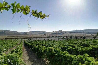 Wine Tourism Half Day Tour