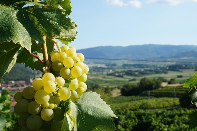 From Seville: Wine Tourism Half Day Tour - Group size, transport, and the pace of the morning