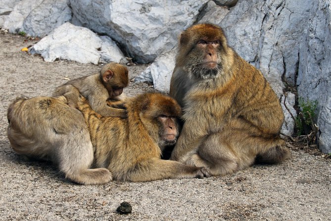 Gibraltar Day Trip from Seville + Rock Tour - What the guides add, and where service can slip