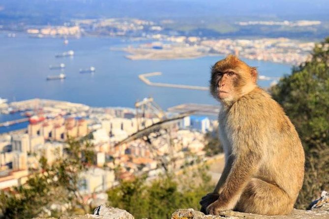 Gibraltar private tour from Seville including the upper rock - Exploring the battle siege tunnels