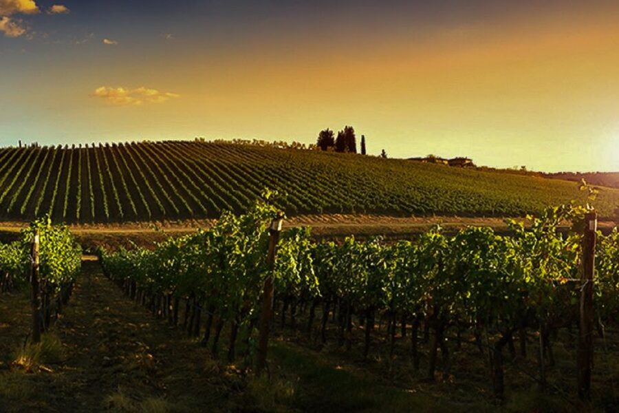 Half-Day Wine Tour in Andalusia in small group - Guides, Languages, and Communication