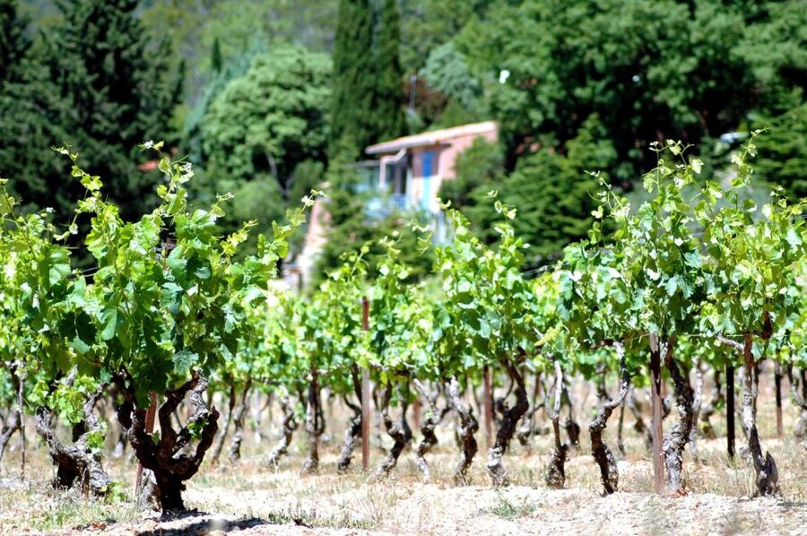 Half-Day Wine Tour in Andalusia in small group - Timing, Comfort, and Practical Details