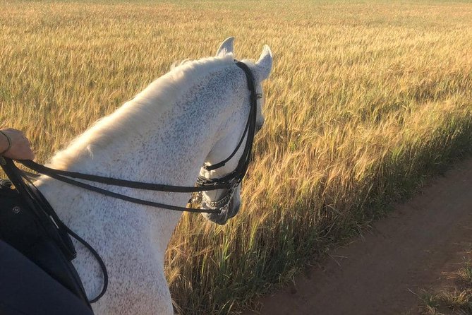 Horseback riding around Doñana National Park - A friendly drink after the ride
