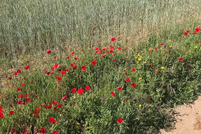 Horseback riding around Doñana National Park - Weather, timing, and cancellation