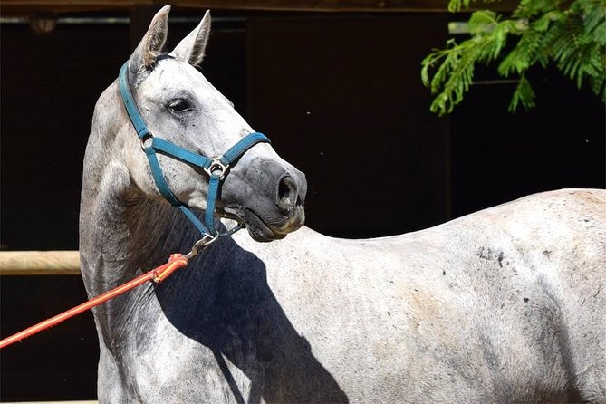 Horseback Riding Experience in Aljarafe, Doñana park from Seville - What the riding portion is really like