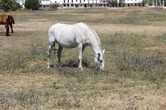 Horseback Riding Experience in Aljarafe, Doñana park from Seville - Why the small-group format matters