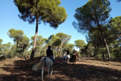 Horseback Riding Experience in Aljarafe, Doñana park from Seville