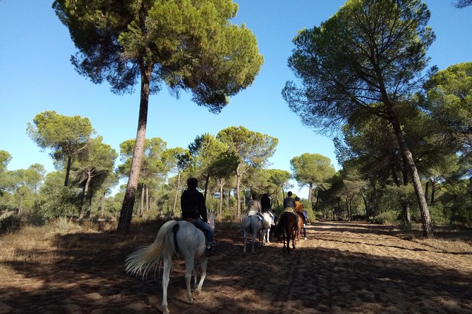 Horseback Riding Experience in Aljarafe, Doñana park from Seville - The value of the $114.13 price
