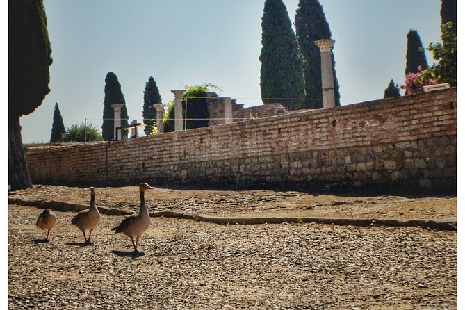 Italica 2-Hour Private Guided Tour - Baths, gym, bread oven, and the working city