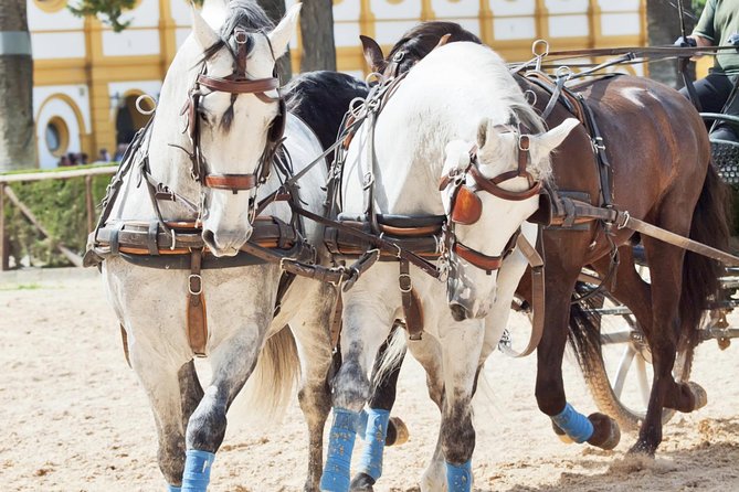Jerez & Cadiz Winery with Tasting & Opt Horse Show from Seville - Cádiz: two hours to find your own corner