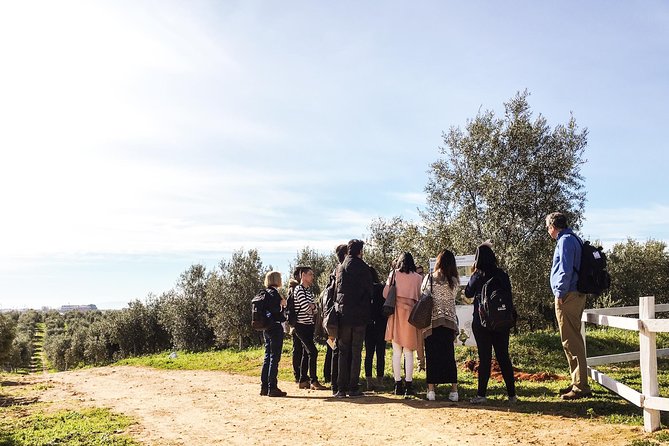 Oleotourism and olive oil tasting in Seville - Private tour - Weather and booking conditions to take seriously