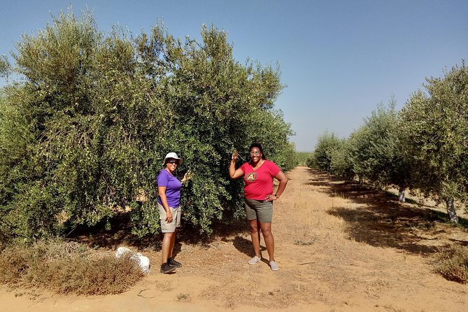 Olive Oil Farm Tour with Tasting from Seville - Key points to know before you book