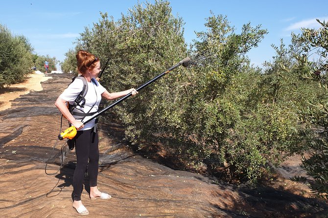 Olive Oil Farm Tour with Tasting from Seville - Learning how to taste extra virgin olive oil