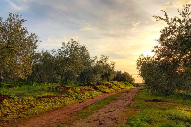 Olive Oil Farm Tour with Tasting from Seville - Who should book this olive oil tour