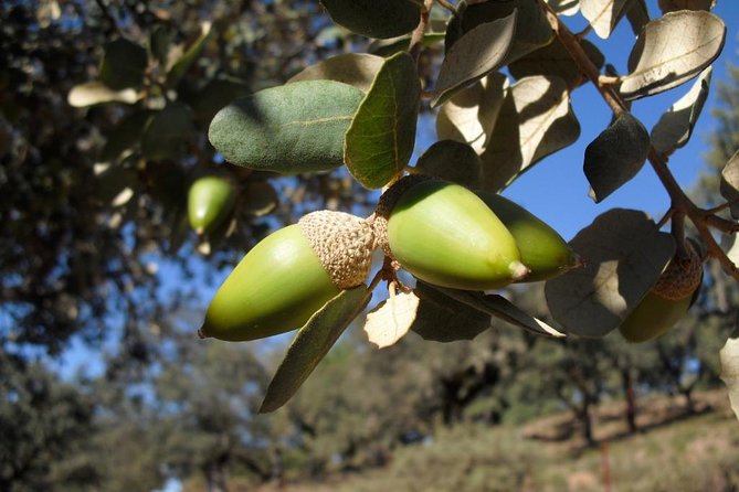 Private Iberian ham tour to the Sierra de Aracena - What the private format adds