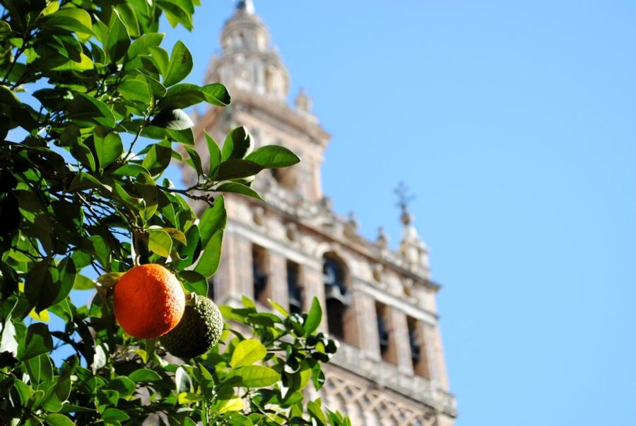 Seville 4-Hour Guided Walking Tour - Is $258 good value?