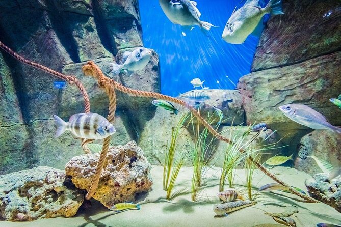 Seville Aquarium Admission Ticket - The voyage begins with Seville’s own river