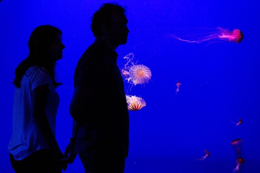 Seville Aquarium Admission Ticket - Should you book the Seville Aquarium?