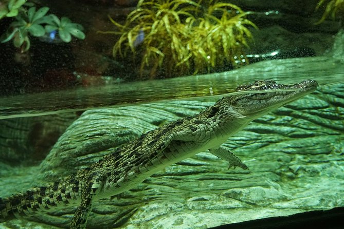 Seville Aquarium Admission Ticket - How much value do you get for $20?