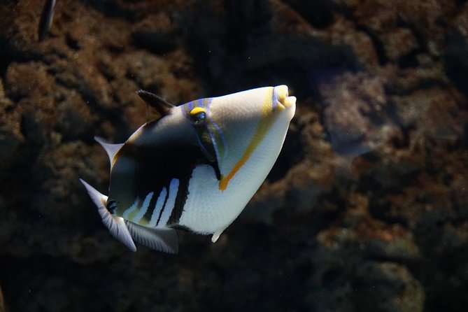 Seville Aquarium Admission Ticket - Getting there from central Seville