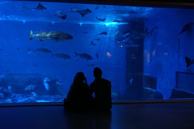 Seville Aquarium Admission Ticket - When to go and how to plan the visit
