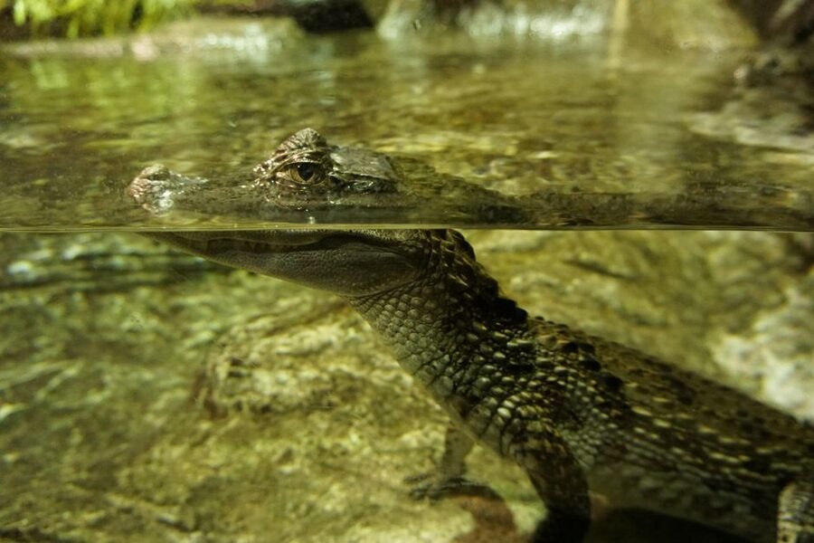 Seville Aquarium Admission Ticket - Who will enjoy it most?