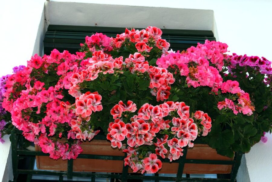Seville: Barrio de Santa Cruz Small Group Walking Tour - Key points to know before you book