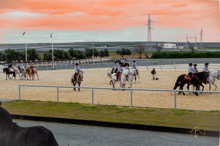 Seville: Horse's Show Entry Ticket. Optional Stud Farm Visit - Key points to know before booking
