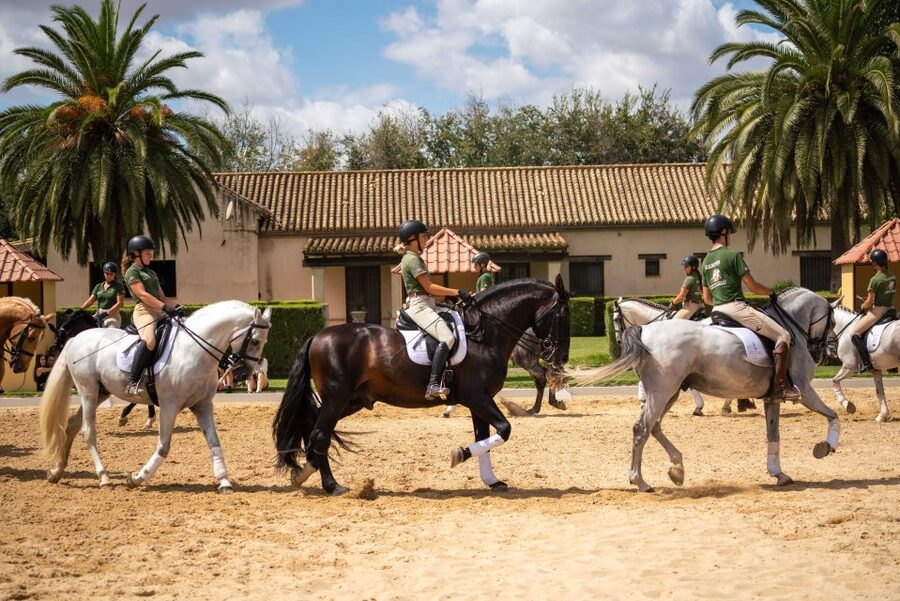 Seville: Horse's Show Entry Ticket. Optional Stud Farm Visit - Simple ways to make the visit smoother
