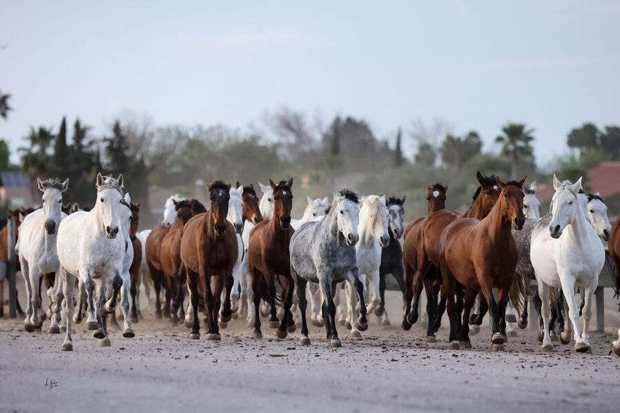 Seville: Horse's Show Entry Ticket. Optional Stud Farm Visit - World champion Spanish horses take center stage
