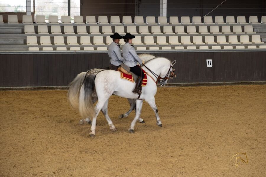 Seville: Horse's Show Entry Ticket. Optional Stud Farm Visit - The seven stops in Story of a Champion