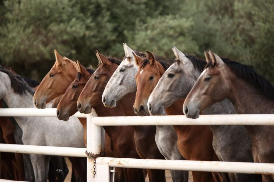 Seville: Horse's Show Entry Ticket. Optional Stud Farm Visit - What the $35 price really covers