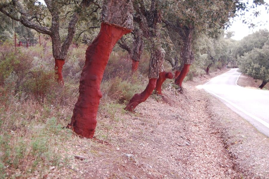Seville: Transfer to Málaga with visit to Ronda - Is $387 per person a fair price?