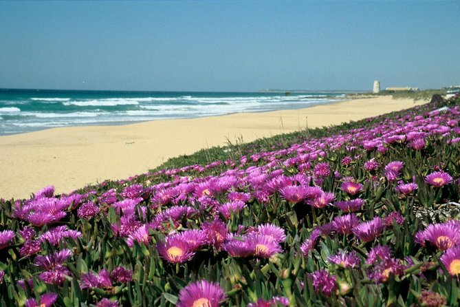 Spain's Best Beaches Day Trip from Seville - A Spanish breakfast before the sights